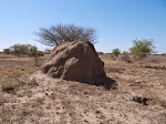 Termite mound at Awash NP