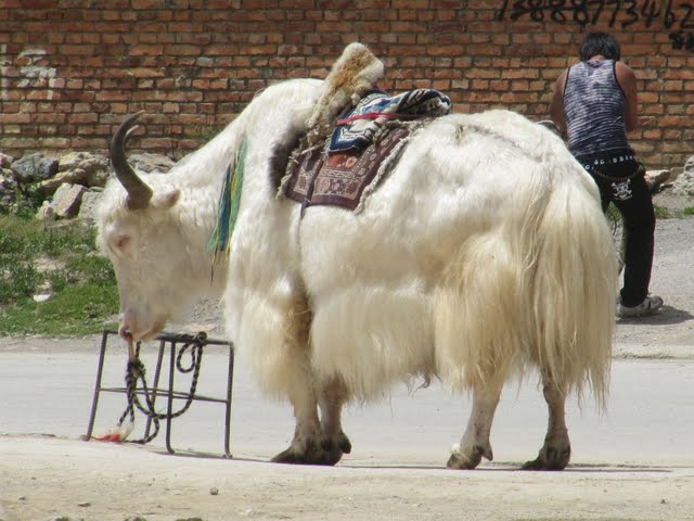 white yak