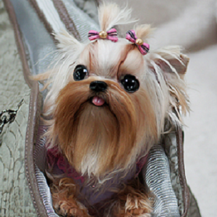 show me a picture of a yorkie betty yorkie show me a picture of a yorkie betty yorkie
