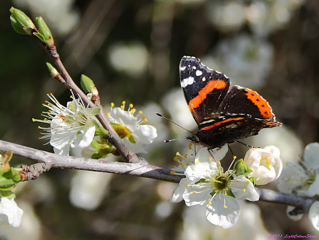 Butterfly on apple tree flowers