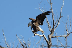 This bald eagle was spotted Saturday along the South Platte River Greenway Trail near the Spratt Platte Lakes.  See more images in the slideshow below. (ThorntonWeather.com)