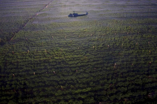 A maior plantação de maconha da história do México