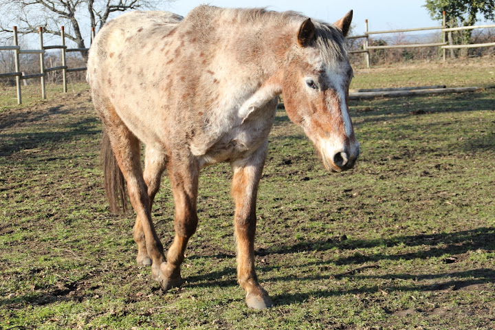 mes poilus Chevaux%2520et%2520paysages%2520005