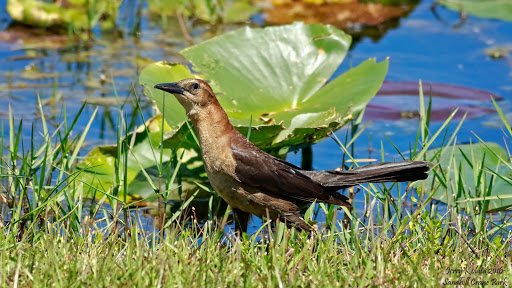 Nature Preserve «Karen T. Marcus Sandhill Crane Access Park», reviews and photos, 8175 PGA Boulevard, Palm Beach Gardens, FL 33418, USA