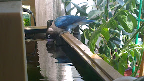 IMAG0408.jpg