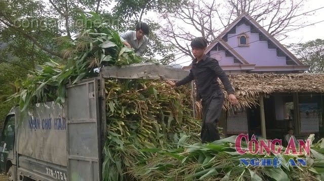 Chấp nhận thua lỗ, nông dân xã Bồng Khê (Con Cuông) buộc phải chặt phá ngô non bán cho Nhà máy sữa