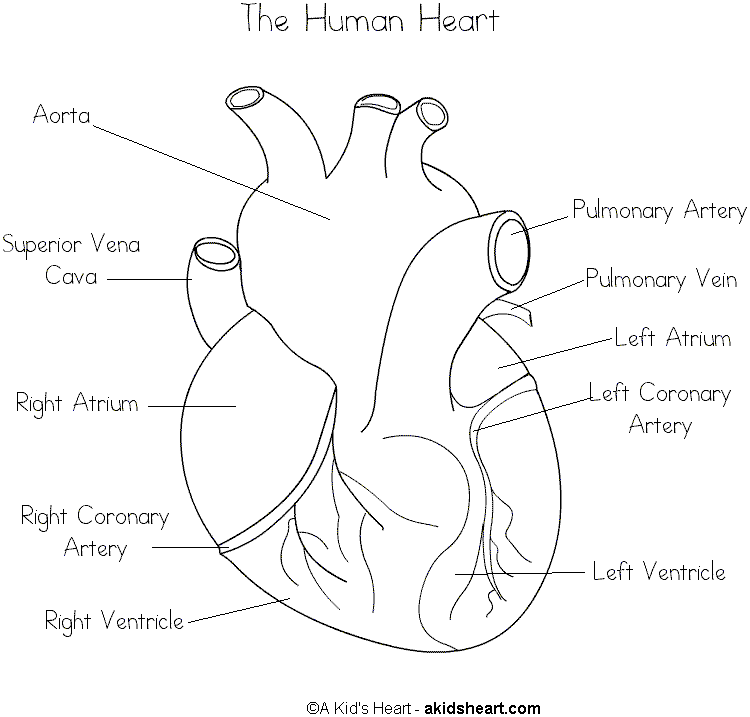 HUMAN BODY COLORING BOOK TeachersPayTeachers - human body coloring pages