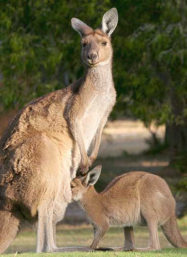 Canguro bebé tomando leche de su madre Canguro bebé tomando leche de su madre