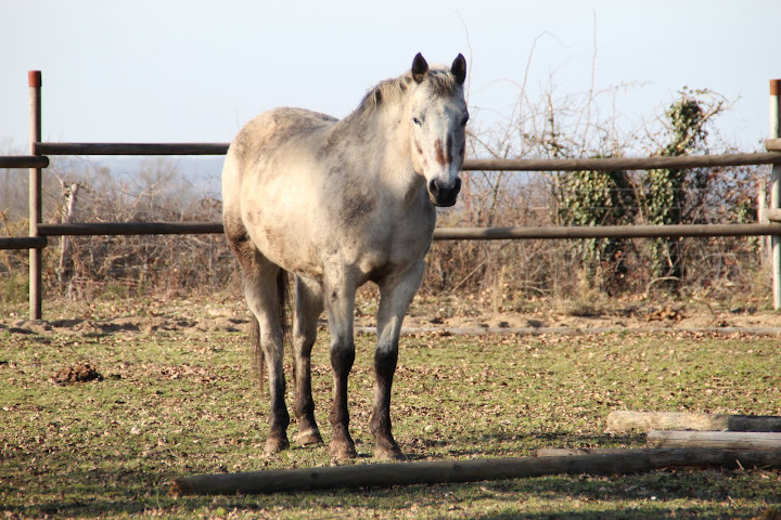 mes poilus Chevaux%2520et%2520paysages%2520002