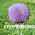 Maigrir avec la méthode Montignac phase 1.: Les gaufres à Maigrir avec la méthode Montignac phase 1.: Les gaufres à