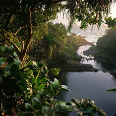 Foto-Foto Hutan Tropis Lebat dan Indah Seen On www.coolpicturegallery.us Foto-Foto Hutan Tropis Lebat dan Indah Seen On www.coolpicturegallery.us