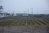 rice fields