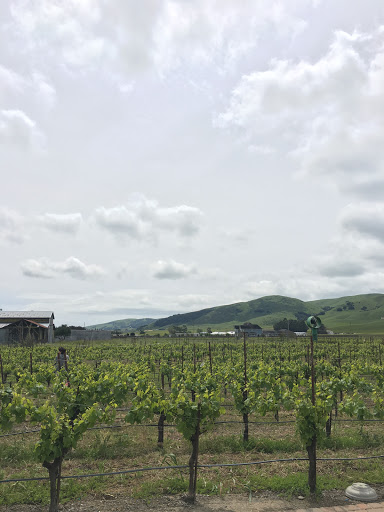 Winery «Robledo Family Winery», reviews and photos, 21901 Bonness Rd, Sonoma, CA 95476, USA