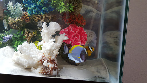 Pet Store «Sea King Aquariums», reviews and photos, 12005 NE 12th St #29, Bellevue, WA 98005, USA