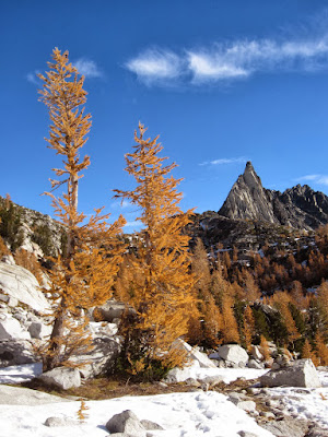 Lots of golden Larch trees with Prusik looming in the distance