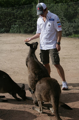Камуи Кобаяши кормит кенгуру в мельбурнском зоопарке перед Гран-при Австралии 2012