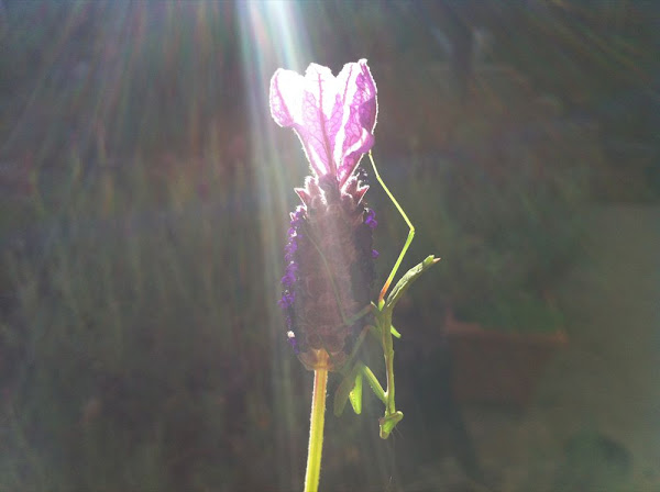 lavendar and mantis