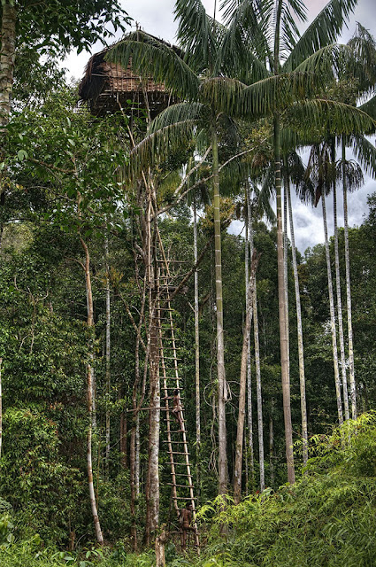 korowai-tree-house-8