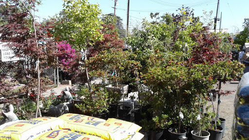 Plant Nursery «San Gabriel Nursery & Florist», reviews and photos, 632 S San Gabriel Blvd, San Gabriel, CA 91776, USA