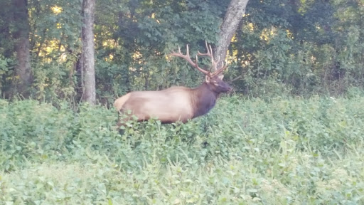 Nature Preserve «Elk and Bison Prairie», reviews and photos, Elk & Bison Prairie Rd, Golden Pond, KY 42211, USA