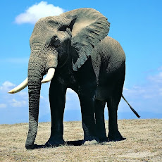 Elephants Seen On www.coolpicturegallery.us