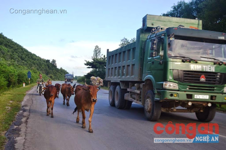 Trâu, bò “hiên ngang đi dạo” trên QL48