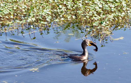 Nature Preserve «Lake Apopka Wildlife Drive», reviews and photos, 2803 Lust Rd, Apopka, FL 32703, USA