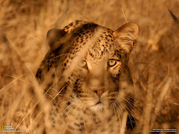  National Geographic