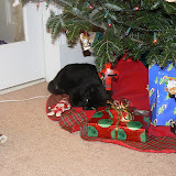 Twister very much appreciated all the effort we went to in order to provide her with a cozy place to nap. Twister very much appreciated all the effort we went to in order to provide her with a cozy place to nap.
