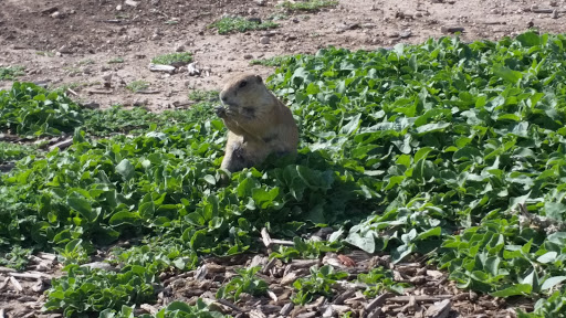 Wildlife Park «Prairie Dog Town», reviews and photos, MacKenzie Park Rd, Lubbock, TX 79401, USA