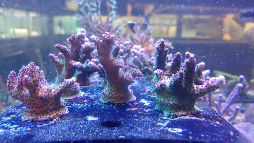 Aquarium «Capital Aquarium», reviews and photos, 8825 Commerce Ct, Manassas, VA 20110, USA