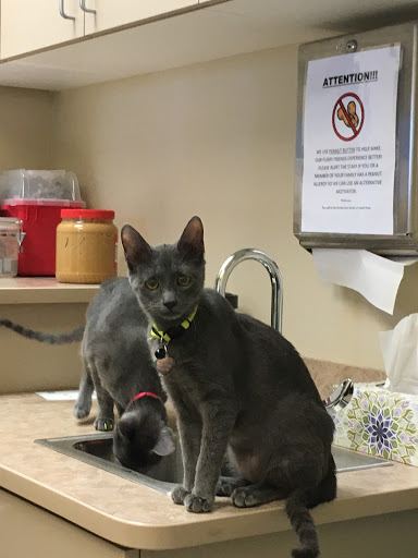 Veterinarian «Animal Care Center of Castle Pines», reviews and photos