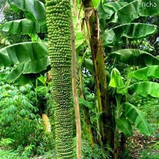 Farming Kenya: Hydroponic Farming