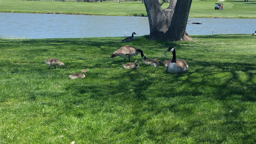 Golf Course «The Greg Mastriona Golf Courses at Hyland Hills», reviews and photos, 9650 Sheridan Blvd, Westminster, CO 80031, USA