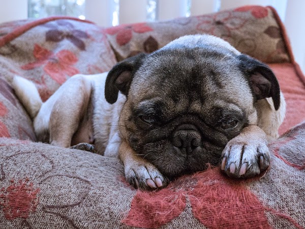 Buddy the Mischievous Pug