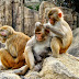 Expert Uses Animals to Find a Vaccine for Ebola but How About the Welfare of These Poor Creatures? Expert Uses Animals to Find a Vaccine for Ebola but How About the Welfare of These Poor Creatures?