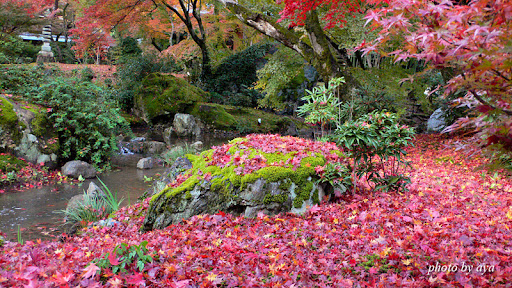宝厳院の紅葉3