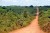 The Trans-Amazonian Highway: An Ecological Disaster