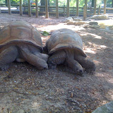 Big turtles (tortoises?) Big turtles (tortoises?)