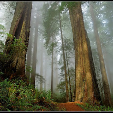 Foto-Foto Hutan Tropis Lebat dan Indah Seen On www.coolpicturegallery.us Foto-Foto Hutan Tropis Lebat dan Indah Seen On www.coolpicturegallery.us