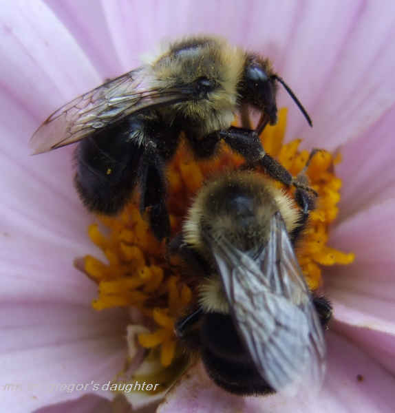 Busy as Bees