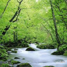 Foto-Foto Hutan Tropis Lebat dan Indah Seen On www.coolpicturegallery.us Foto-Foto Hutan Tropis Lebat dan Indah Seen On www.coolpicturegallery.us