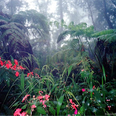 Foto-Foto Hutan Tropis Lebat dan Indah Seen On www.coolpicturegallery.us Foto-Foto Hutan Tropis Lebat dan Indah Seen On www.coolpicturegallery.us