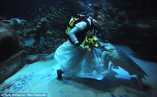 underwater wedding irritates turtle