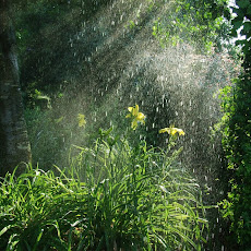 Foto-Foto Hutan Tropis Lebat dan Indah Seen On www.coolpicturegallery.us Foto-Foto Hutan Tropis Lebat dan Indah Seen On www.coolpicturegallery.us