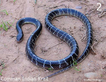 Common Krait Bungarus Caeruleus