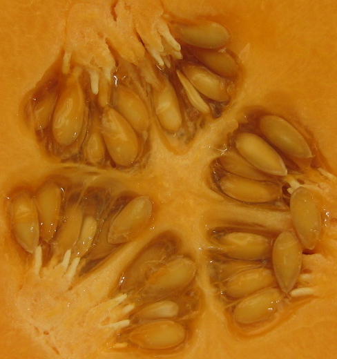 RAW RECIPE (photos)