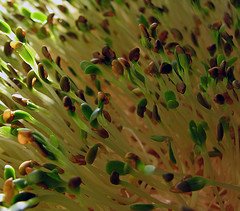 RAW FOOD (photos)