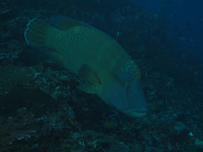 Poisson napoléon