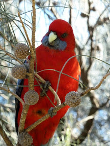 Crimson Rosella